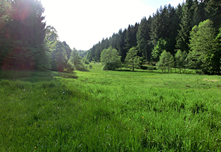 CIMG8285_Salzwiesen