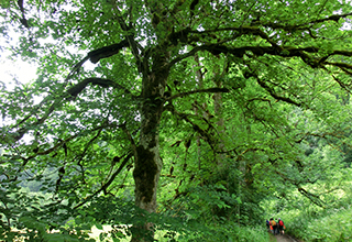 CIMG8366_Vegetation
