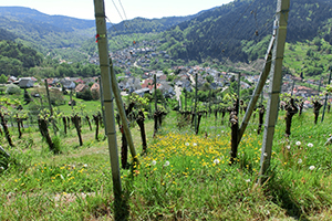 CIMG8946_Web